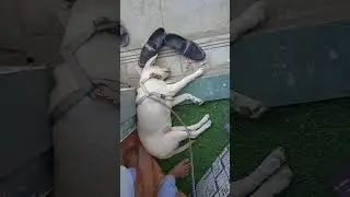 My Cute Labrador Sleeping at Door || Labrador Sleeping Video || Lushi Sleeping #labrador #puppy