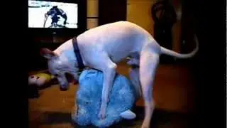 Hercules Hump Day