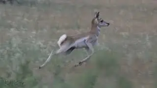 Flying Fawns 4K/60p