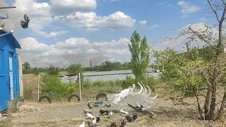 Голуби СВГ Сергиенко Д.С. 14.06.2024