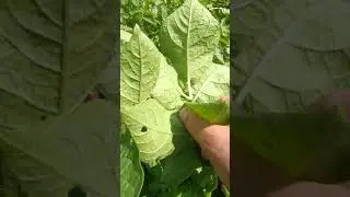 жук колорат жрёт ботву картошки