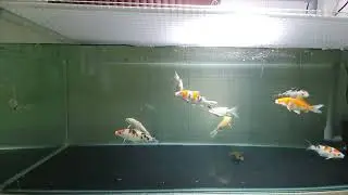 Keeping Koi in fish tank. 2022 02 09