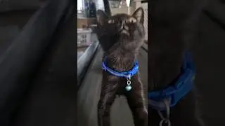 How to train a cat cat on treadmill