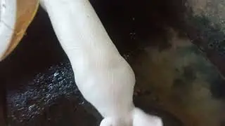 Magpaligo NG Baboy