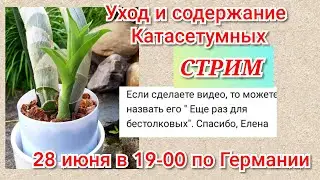 Catasetum care and maintenance in summer. Cyclocaceae and other carrots.