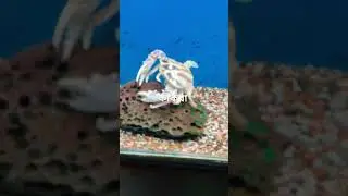 কাকরা Coxbazar Fish World