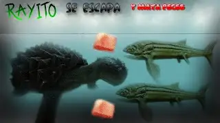 RAYITO SE ESCAPA Y MATA A TODO LO QUE VE: ARK Survival Evolved EP 4
