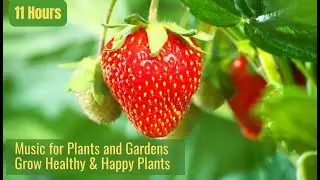 Music for Plants and Gardens to Stimulate Plant Growth and Happiness
