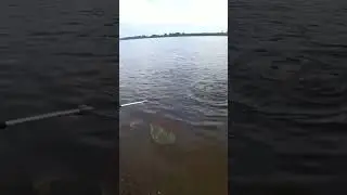 Большой осенний толстый лещ #рыбалка #лещ #фидер #fishing #shorts