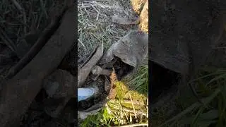 Погибшие в одной ячейке пулемётчик и автоматчик