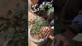 How to care for a rose plant 🌹(7 tips)