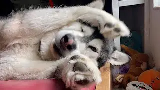 Tonka Refused To Get Out Of Bed