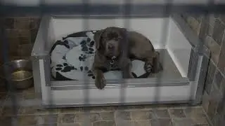 Alfa dog - Centar za obuku pasa i pansion