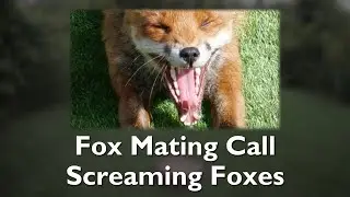 What does a fox mating call sound like?