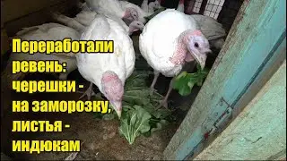 День начался с шока! Лета нет. Идет дождь. Перерабатываем ревень. Голубика. Перцы-красавцы.