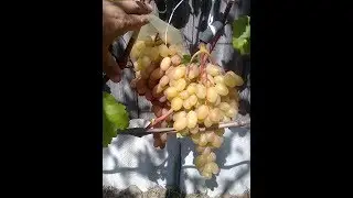 Создаём большие грозди винограда. Открытый грунт. Север.