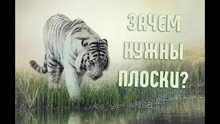 А вы задумывались, почему тигр полосатый? | Интересное о животных