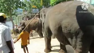 Elephant march. 50 elephants go for a swim! Unforgettable emotions! Sri Lanka, Pinnawela