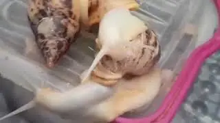 ULITKA BOQISH SIRLARI