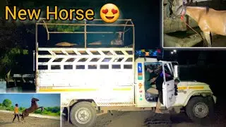 FINALLY New HORSE 🐴 Hamari New horse aa gae hai...😱