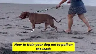 Avoid These Mistakes! Learn Tips How to Stop Your Dog from Pulling on the Leash @BalancedObedience