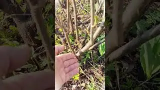 DO NOT CUT THE CURRANT UNTIL YOU WATCH THIS VIDEO / THAT'S WHAT THE YIELD DEPENDS ON