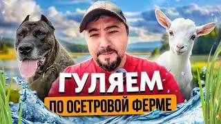 БелугаФиш - Гуляем по осетровой ферме