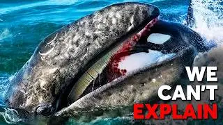 Why Gray Whales Are Orca's Most Underrated Rival