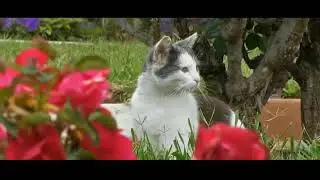 Смешные коты и кошки!