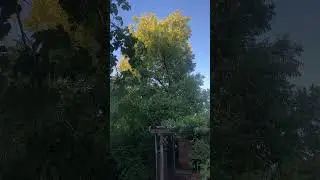PECAN TREE Kissed with Sunlight #backyardgardening #morning #tree #peace #sunshine