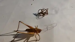 Nematomorpha ou Vers Gordiens