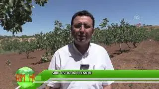 Siirt fıstığı incelemede
