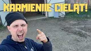 Karmienie cieląt!