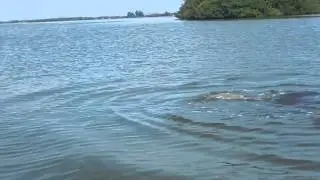 Close Encounter in Cocoa Beach