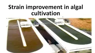 STRAIN IMPROVEMENT IN ALGAL CULTIVATION