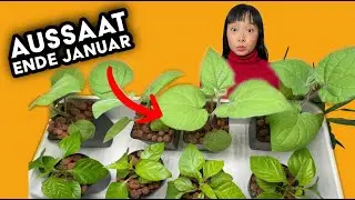 Mit diesem Trick die Keimung beschleunigen! | mein Ökosystem