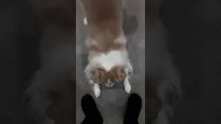 Doggo gets new ball