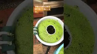 メダカ水槽210 浮草に穴を開けてみた　#shorts #メダカ #aquarium #fish