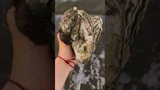 Живое Японское море