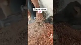Спас собаку
