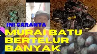 Tips Indukan Murai Batu Bertelur Banyak, Ini caranya Telor Menetas semua
