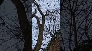 Зимняя белка Германии