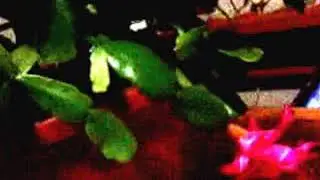 Зацвёл через 12 лет.