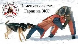 Дрессировка по защите, немецкая овчарка Гарди