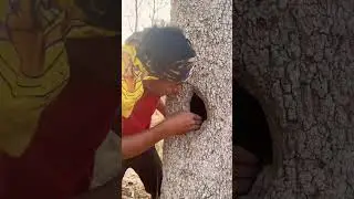Today I walking in forest found a lot of birds Part 01 #shortvideo #parrot #birds