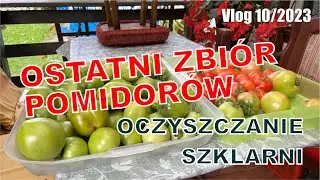 Vlog 10/2023 Ostatni zbiór pomidorów