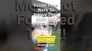 Foster Pups Were So Happy Their Mom Got Fostered, Too! #shorts #dogs #dogshorts (OctaDog.com)