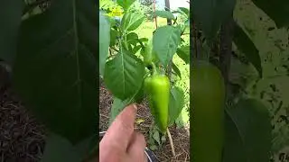 Перец и помидоры растут на улице! Средняя полоса Тверская область #дача #деревня #огород