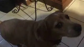 Dachshund Sniffing Camera Lens