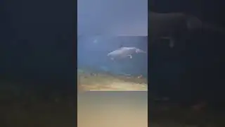 How Dolphin Gives Birth to Her Baby 🐬🐬 #youtubeshorts #shortsfeed #trending #shorts #viral